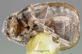 Media type: image; Entomology 25045   Aspect: habitus ventral view